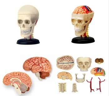 4d Crânio humano anatômica anatomia réplica do modelo osso do crânio cérebro órgãos do corpo modelo, equipamentos e suprimentos médicos