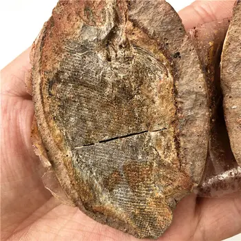 1 PC Bem preservado Milhões de Anos de Peixes Fósseis da Coleção Natural de Cristais de Quartzo
