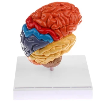 Cerebral Anatômica Modelo De Anatomia 1:1 Metade Do Cérebro, Tronco Cerebral Laboratório De Ensino De Suprimentos