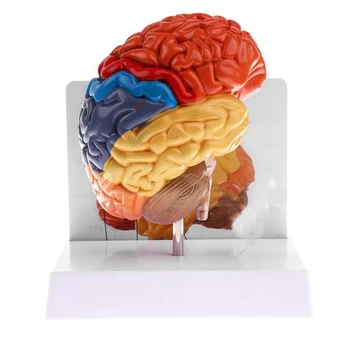 Cerebral Anatômica Modelo De Anatomia 1:1 Metade Do Cérebro, Tronco Cerebral Laboratório De Ensino De Suprimentos