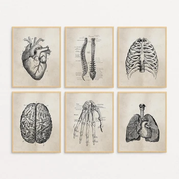 Anatomia Humana Ciência Posters Vintage Cópias Da Arte Médica Anatomia Resumo Tela De Pintura Médico Da Clínica De Parede Decoração
