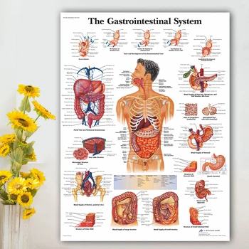 Sistema Gastrointestinal Gráfico de Cartaz Mapa Tela de Pintura de Parede de Imagens para a Educação Médica consultório médico, sala de Aula Decoração de Casa