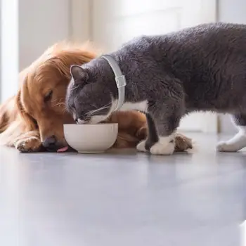 Animal De Estimação Repelente De Insetos Coleira Para Cães E Gatos Para Os Piolhos E As Pulgas Coleira À Prova De Água E De Odor De Proteção Colar